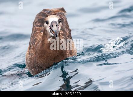Schwarzfußalbatros (Diomedea nigripes, Phoebastria nigripes), schwimmende Schwarzfußalbatros, Fischfetzen, USA, Kalifornien, Monterey Stockfoto