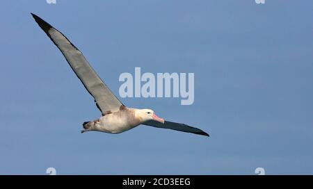 Tristan Albatross (Diomedea Dabbenena), Flug für Erwachsene, Tristan da Cunha, Gough Island Stockfoto