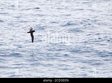 Schwarzsturmvogel (Procellaria parkinsoni), im Flug über das Meer, Neuseeland, Chatham-Inseln Stockfoto