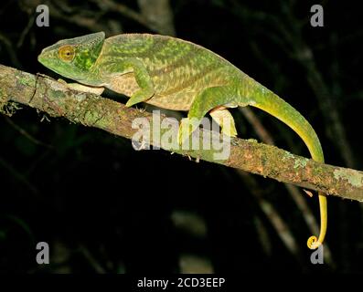 Parsons Chameleon (Calumma parsonii, Chamaeleo parsoni), klettert auf einen Ast, Madagaskar Stockfoto