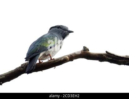 Courol Roller, Kuckuckrolle (Leptosomus verfärben), Männchen auf einem Zweig, Madagaskar Stockfoto