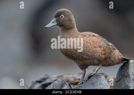 Campbell teal, Campbell Island teal (Anas nesiotis), weiblich, Neuseeland, Campbell Islands, Macquarie Island Stockfoto