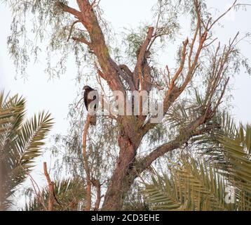 Orientalischer Honigbussard, Crested Honigbussard (Pernis ptilorhynchus), Weibchen in einem Baum thront, Asien Stockfoto