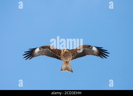 Schwarzohrdrachen, Schwarzer Drachen, Gelbschnabeldrachen (Milvus migrans lineatus, Milvus lineatus), Segelfliegen, Japan, Hokkaido Stockfoto