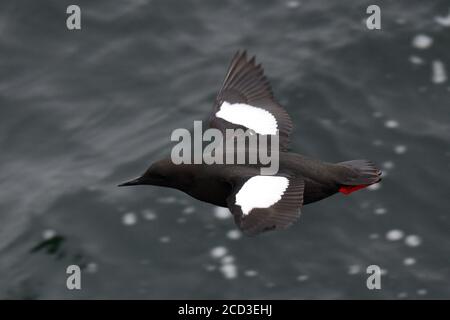 Arktischer Schwarzer Guillemot (Cepphos grylle mandtii, Cepphos mandtii), im Sommer gefiederter Erwachsener im Flug, von oben gesehen, Norwegen, Spitzbergen Stockfoto