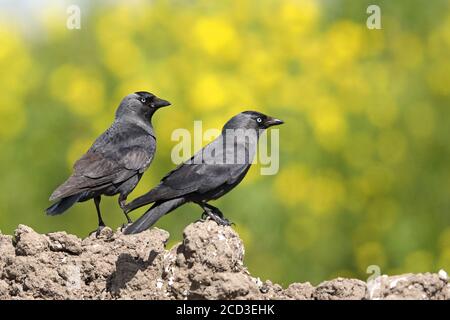 Dohlen (Corvus monedula, Coloeus monedula), zwei Dohlen stehen auf einem Hügel, Niederlande, Friesland Stockfoto
