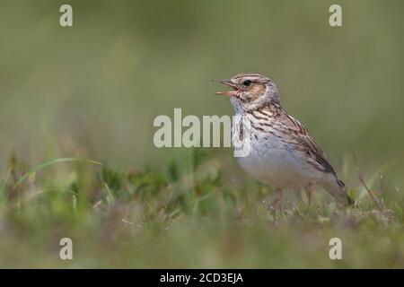 Holzlerche (Lullula arborea pallida, lullula pallida), auf dem Boden thront, singen, Italien, Passo della Raticosa Stockfoto