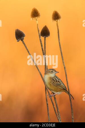 Zitting cisticola (Cisticola juncidis), thront auf einem Stamm mit Hintergrund orange, Italien Stockfoto