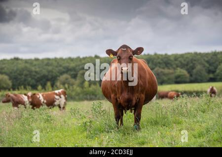 Molkerei Shorthorn Kuh auf einer Weide auf einem Bio-Milchviehbetrieb, Yorkshire, Großbritannien. Stockfoto