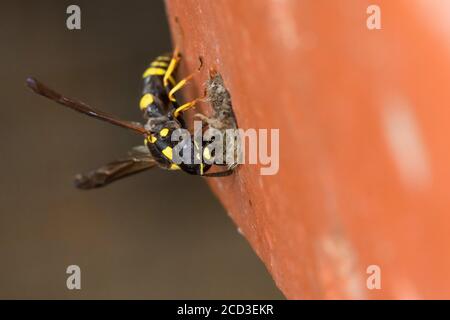 Mason Wespe, Töpferwespe (Symphorphus crassicornis), Weibchen kappte das Nistloch in einem Ziegelstein eines Insektenhotels, Deutschland Stockfoto