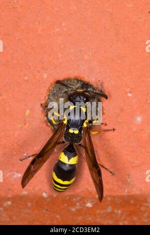 Mason Wespe, Töpferwespe (Symphorphus crassicornis), Weibchen am Nistloch in einem Ziegelstein eines Insektenhotels, Deutschland Stockfoto