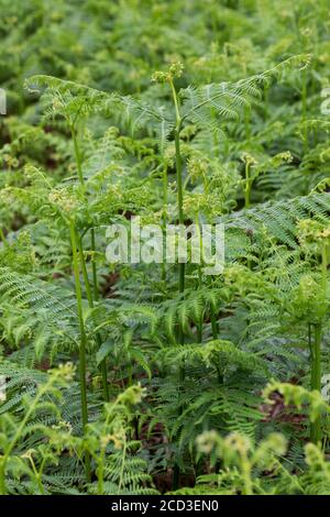 bracken Farn (Pteridium aquilinum), entrollende Wedel, Deutschland Stockfoto