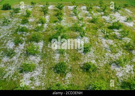 Aueraugen-Gänseblümchen, Ochsenaugen-Gänseblümchen, Weißkraut, Weißer Gänseblümchen, HundeGänseblümchen, marguerite (Chrysanthemum leucanthemum, Leucanthemum vulgare), Wiesengarten mit Stockfoto