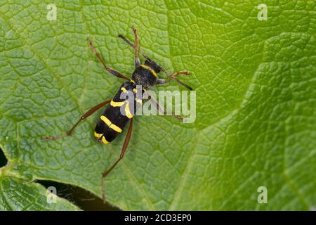 Wespenkäfer (Clytus arietis), auf einem Blatt sitzend, Mimikry, Deutschland Stockfoto