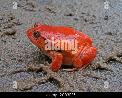 Tomatenfrosch, Crapaud Rouge (Dyscophus antongilii, Dyscophus guineti, Dyscophus antongili, Dyscophus antongilli), endemisch auf Madagaskar, Madagaskar, Stockfoto