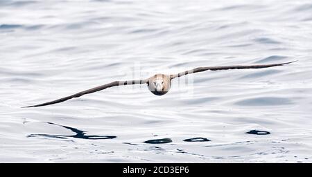 Schwarzfußalbatros (Diomedea nigripes, Phoebastria nigripes), Erwachsene im Flug, USA, Kalifornien, Monterey Stockfoto