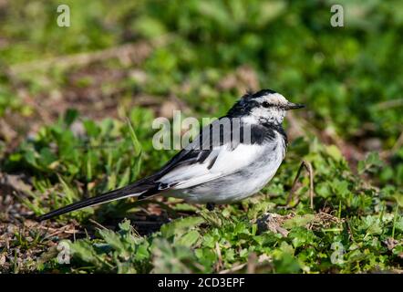 Schwarz-rückiger Wagtail (Motacilla alba lugens, Motacilla lugens), getragener Rüde, der im niedrigen Grasland, Japan, steht Stockfoto