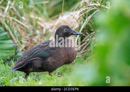 Neuseeländische Entenbeine (Anas aucklandica), Männchen, Neuseeland, Auckland-Inseln, Enderby-Insel Stockfoto