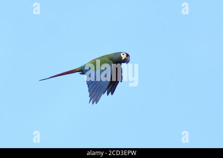 Illiger-Ara, Blauflügelara (Ara maracana, Primolius maracana, Propyrrhura maracana), im Flug, Brasilien, Chapada Diamantina Stockfoto