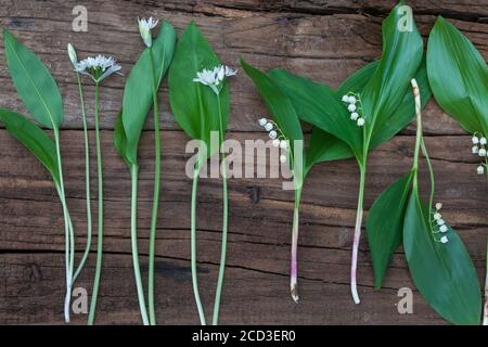 Ramson, Buckrams, Bärlauch, breitblättriger Knoblauch, Holzknoblauchzehen, Bärlauch, Bärlauch (Allium ursinum), linke Seite, in Verbindung mit Lilie Stockfoto