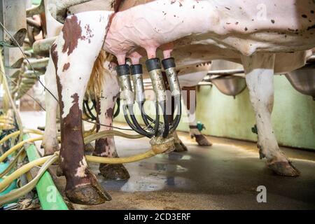 Melken von Bio-Milchvieh-Kurzdornrindern in einem Fischgrätstand, Yorkshire, Großbritannien. Stockfoto