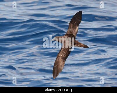 Tahiti Petrel (Pseudobulweria rostrata), im Flug über dem tropischen pazifischen Ozean, Salomon-Inseln Stockfoto