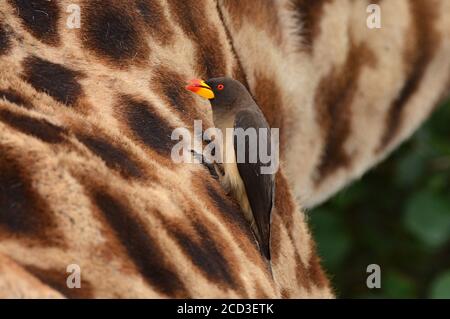 Gelbschnabel-Ochsenspecht (Buphagus africanus), sitzt auf der Haut einer Giraffe, frisst Insekten und Zecken, Tansania, Serengeti Nationalpark Stockfoto