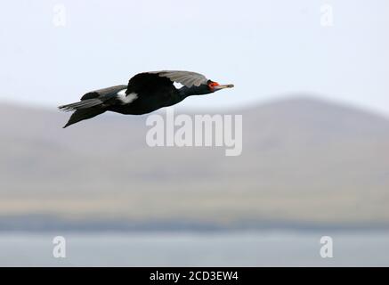 Rotgesicht-Kormoran (Phalacrocorax urile), im Flug, Seitenansicht, USA, Alaska Stockfoto