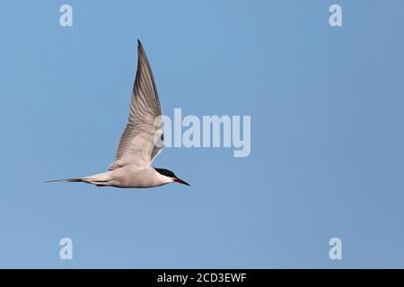 Seeschwalbe (Sterna hirundo), im Flug, Niederlande, Friesland Stockfoto