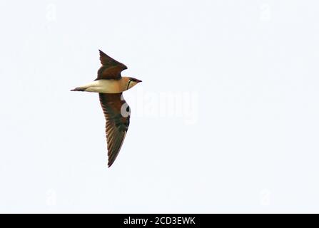 östlicher Halsbandpratincole (Glareola maldivarum), Erwachsenenfliegen, China Stockfoto