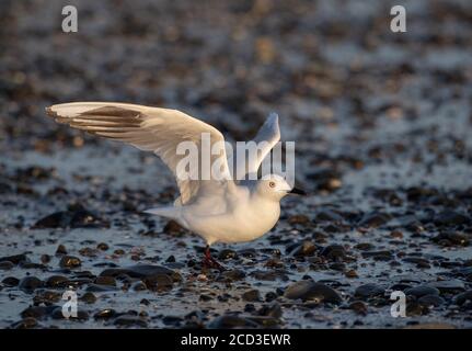 Bullermöwe (Larus bulleri, Chroicocephalus bulleri), Erwachsene, die an der Küste mit flatternden Flügeln stehen, Neuseeland, Nordinsel, Miranda Stockfoto