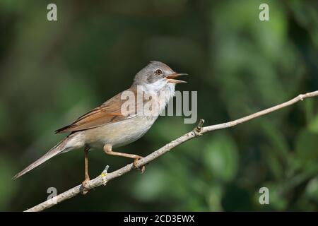 whitethroat (Sylvia communis), männlich auf einem Zweig sitzend, Niederlande, Frisia Stockfoto