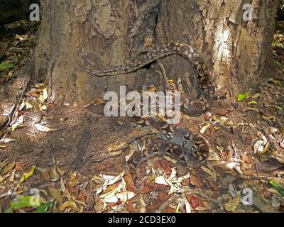 Dumeril-Boa (Acrantophis dumerili, Boa dumerili), eine nicht-giftige Boa-Art endemisch in Madagaskar., Madagaskar Stockfoto