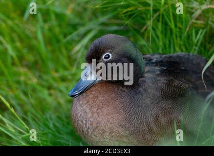 Neuseeland-Teal (Anas aucklandica), Porträt, Neuseeland, Auckland-Inseln, Enderby-Insel Stockfoto