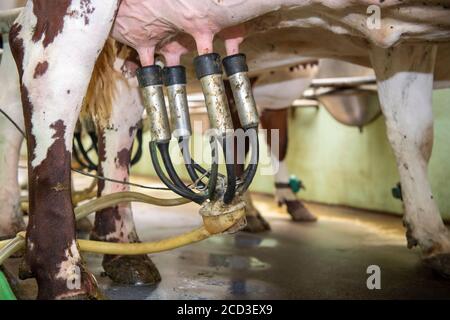 Melken von Bio-Milchvieh-Kurzdornrindern in einem Fischgrätstand, Yorkshire, Großbritannien. Stockfoto