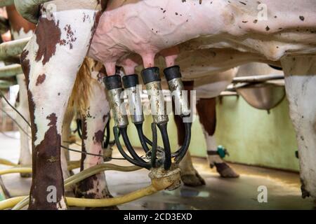 Melken von Bio-Milchvieh-Kurzdornrindern in einem Fischgrätstand, Yorkshire, Großbritannien. Stockfoto