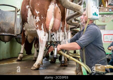 Melken von Bio-Milchvieh-Kurzdornrindern in einem Fischgrätstand, Yorkshire, Großbritannien. Stockfoto