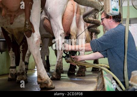 Melken von Bio-Milchvieh-Kurzdornrindern in einem Fischgrätstand, Yorkshire, Großbritannien. Stockfoto