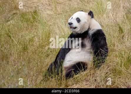 Ein Panda ist abgebildet, der selbst beim Jiawuchi spielt Naturschutzgebiet im Jiuzhai Valley National Park in Aba Tibetisch Und der autonomen Präfektur Qiang in Stockfoto