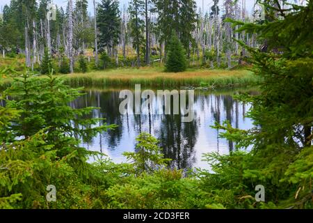 Sümpfe und kleine Seen im Gebiet Latschenfilz, Nationalpark Bayerischer Wald, Deutschland. Toter Wald und natürliche Waldregeneration ohne menschliches Intervent Stockfoto