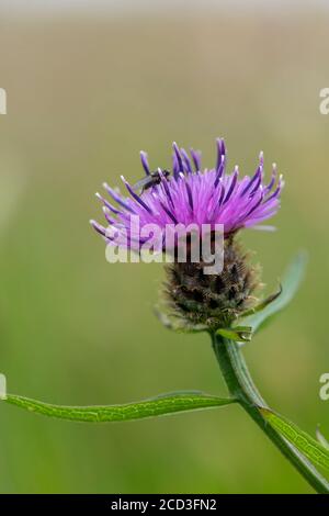 Nahaufnahme von Knapweed, Centaurea nigra, in einer traditionellen Heuwiese in North Yorkshire, UK, Stockfoto