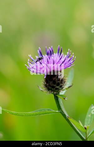 Nahaufnahme von Knapweed, Centaurea nigra, in einer traditionellen Heuwiese in North Yorkshire, UK, Stockfoto