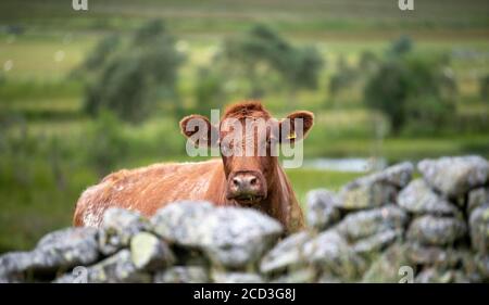 Luing Kuh mit Blick auf eine alte Trockensteinmauer, Elvanfoot, Schottland, Großbritannien. Stockfoto