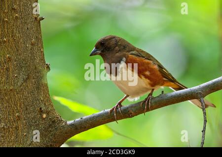 New York, USA. Oktober 2019. New York, USA Oktober 2019: Impressionen New York - Oktober - 2019 New York Central Park, Eastern towhee, Nutzung weltweit Quelle: dpa/Alamy Live News Stockfoto