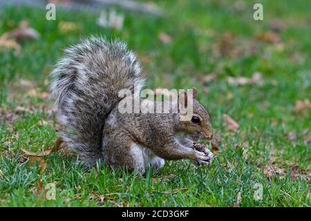 New York, USA. Okt. 2019. New York, USA Oktober 2019: Impressionen New York - Oktober - 2019 ein Eichhörnchen mit Nuss im Central Park von New York Quelle: dpa/Alamy Live News Stockfoto