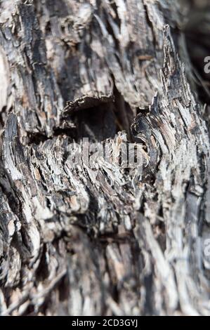 Detailreicher knobby Rindenstamm eines alten Baumes Stockfoto