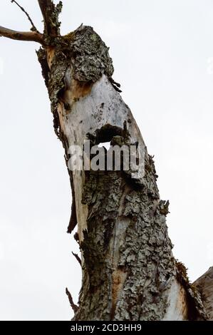 Detailreicher knobby Rindenstamm eines alten Baumes Stockfoto