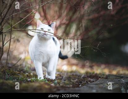 Vorderansicht einer schwarz-weißen Hauskatze Riecht an einem Ast im Freien Stockfoto