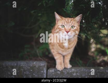 Gestromte Rotginger Katze unter einem Nadelbaum stehend und neugierig auf die Kamera schauend Stockfoto