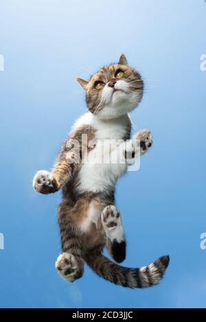 Bodenansicht einer weißen gestromten britischen Kurzhaarkatze stehend Auf dem Glasfenster, das sich wie eine Eidechse nach vorne bewegt Stockfoto
